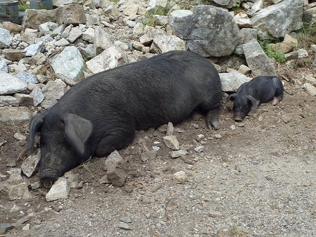 Il Suino nero